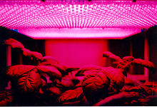 220px-LED_panel_and_plants.jpg